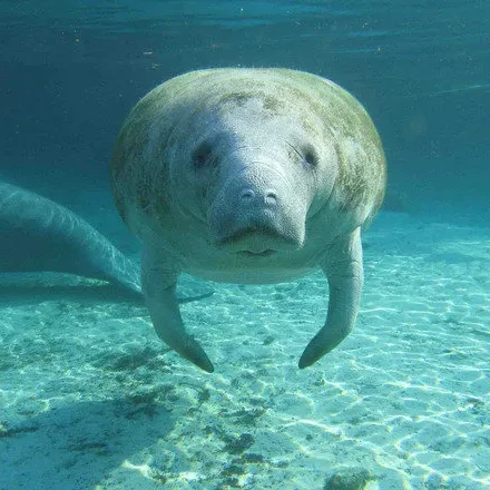 Manatee Sanctuary Park
